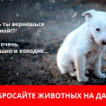 Не оставляйте животных на дачах! Равнодушие может стоить им жизни